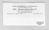 Rhytisma salicinum image